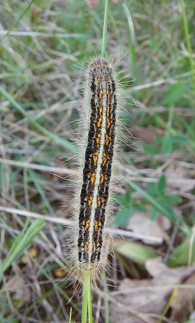 Malacosoma castrensis - kutyatejszövő