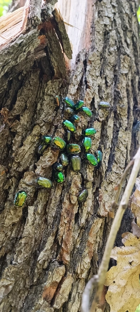 Cetonia aurata - aranyos virágbogár