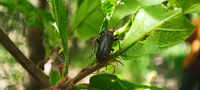 Cortodera humeralis - négyfoltos cserjecincér