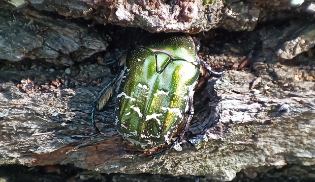 Protaetia cuprea obscura - olajzöld virágbogár