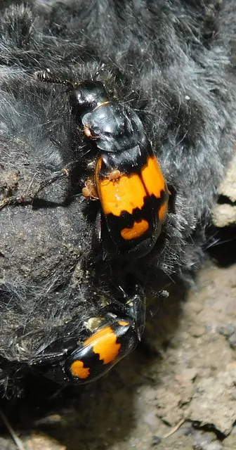 Nicrophorus vespilloides - feketecsápú temetőbogár
