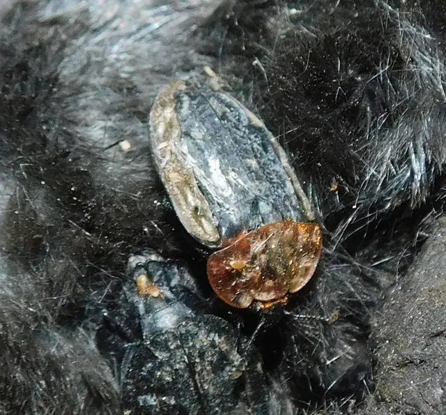 Oiceoptoma thoracicum - vörösnyakú dögbogár
