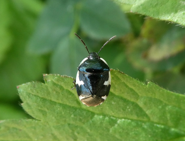 Tritomegas sexmaculatus - hatfoltos földipoloska