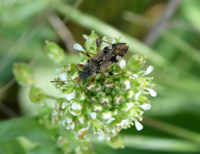 Beosus maritimus - homoki bodobács
