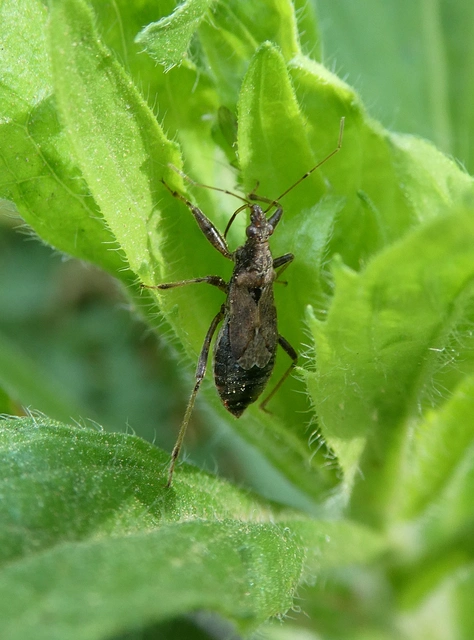 Himacerus mirmicoides - csalán-tolvajpoloska