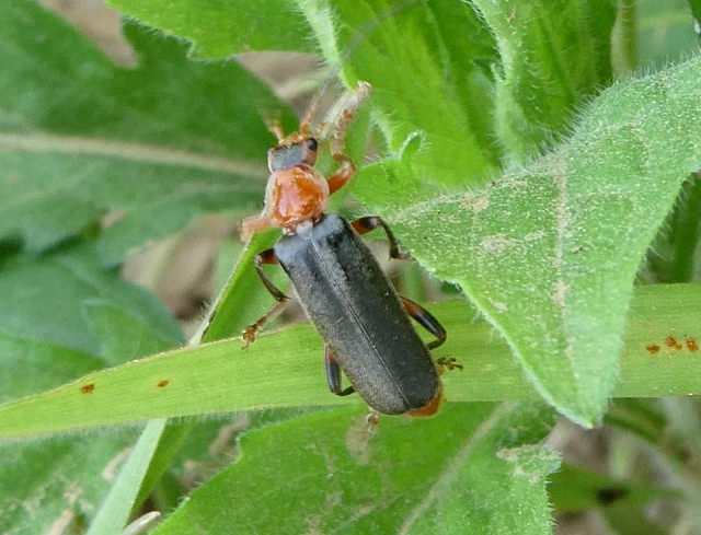 Cantharis livida - mezei lágybogár