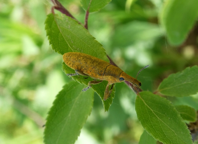Lixus pulverulentus - mályvafúró dudvabarkó