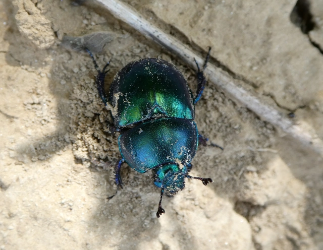 Trypocopris vernalis - tavaszi álganéjtúró