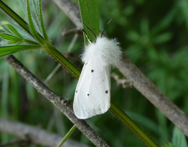 Diaphora mendica - felemás medvelepke