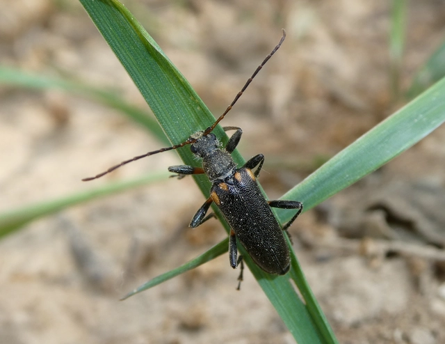 Cortodera humeralis - négyfoltos cserjecincér