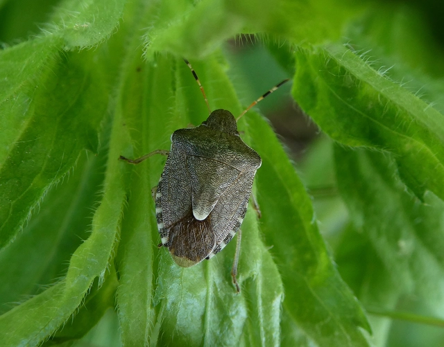 Peribalus strictus - tavaszi címerespoloska Peribalus strictus - tavaszi címerespoloska