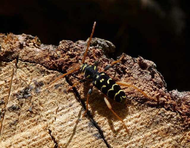 Plagionotus arcuatus - bársonyos darázscincér