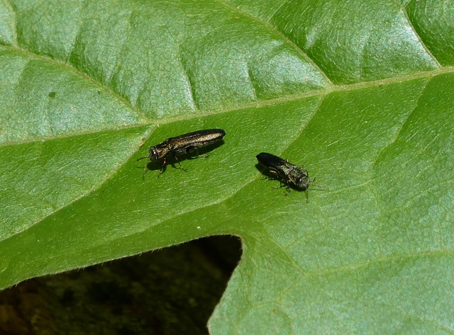 Agrilus angustulus - közönséges karcsúdíszbogár