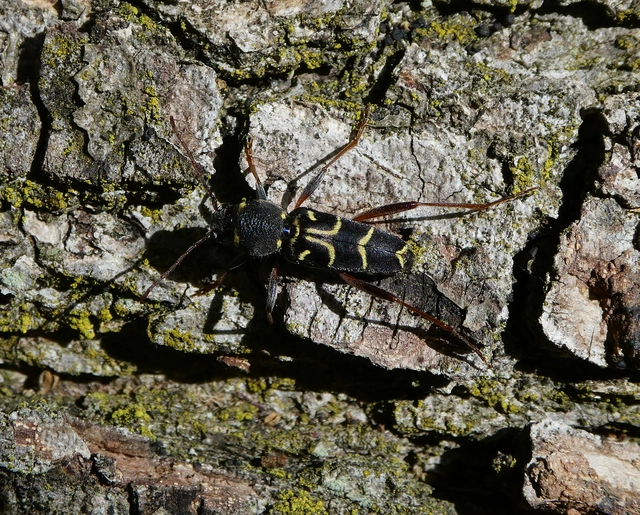 Xylotrechus antilope - fürge darázscincér
