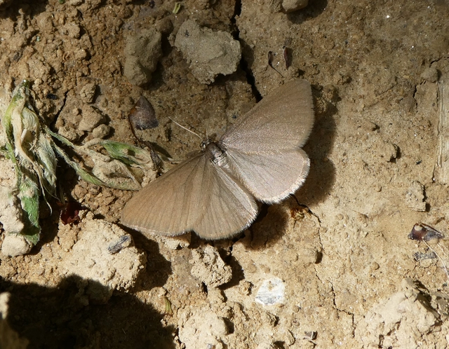 Minoa murinata - kutyatej-araszoló