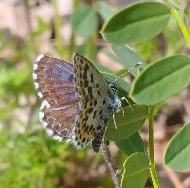 Scolitantides orion - szemes boglárka