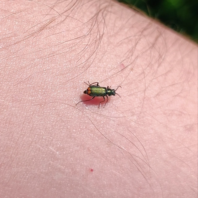Malachius bipustulatus - kétfoltos bibircsesbogár