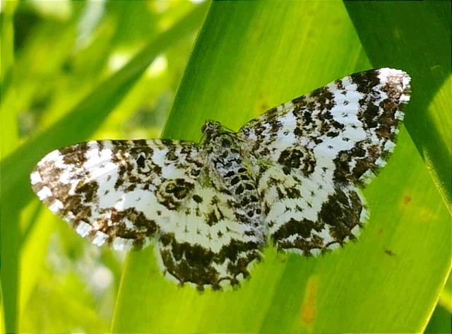 Epirrhoe tristata - gyászos tarkaaraszoló