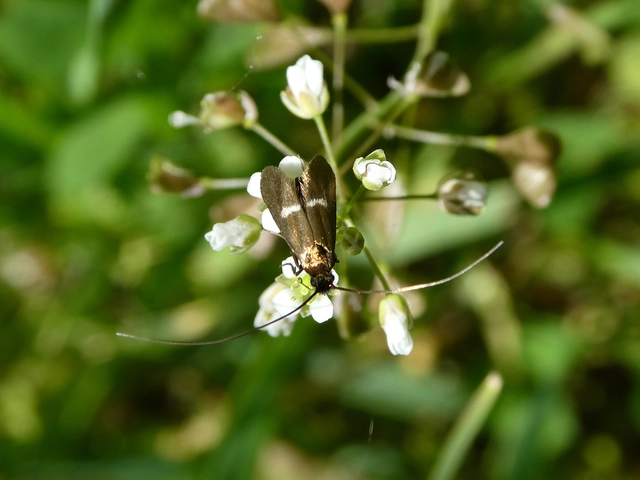 Adelidae - hosszúcsápú-tőrösmolyfélék