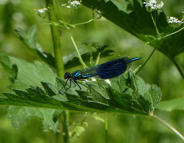 Calopteryx splendens - sávos szitakötő