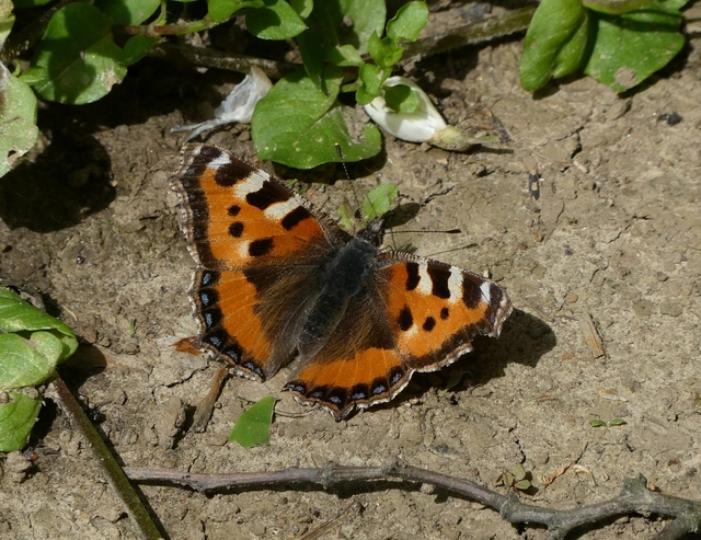 Nymphalis urticae - kis rókalepke Nymphalis urticae - kis rókalepke