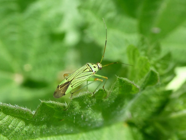 Mermitelocerus schmidtii