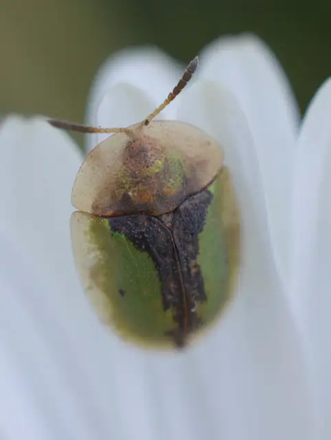 Cassida Cassida