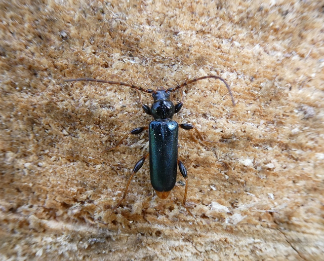 Phymatodes testaceus - változékony korongcincér Phymatodes testaceus - változékony korongcincér