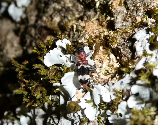 Thanasimus formicarius - vörösnyakú szúfarkas