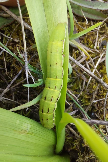 Aporophyla lutulenta - sziki őszibagoly