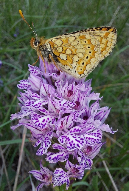 Euphydryas aurinia - lápi tarkalepke