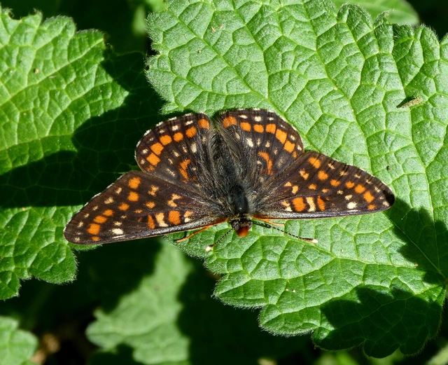Euphydryas maturna - díszes tarkalepke