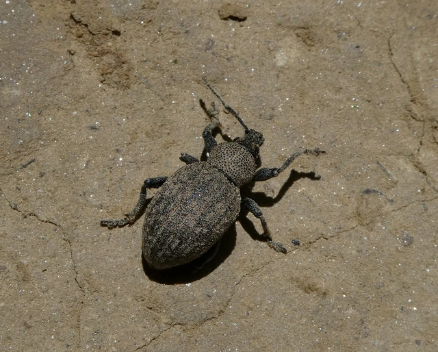 Otiorhynchus ligustici - vincellér-gyalogormányos