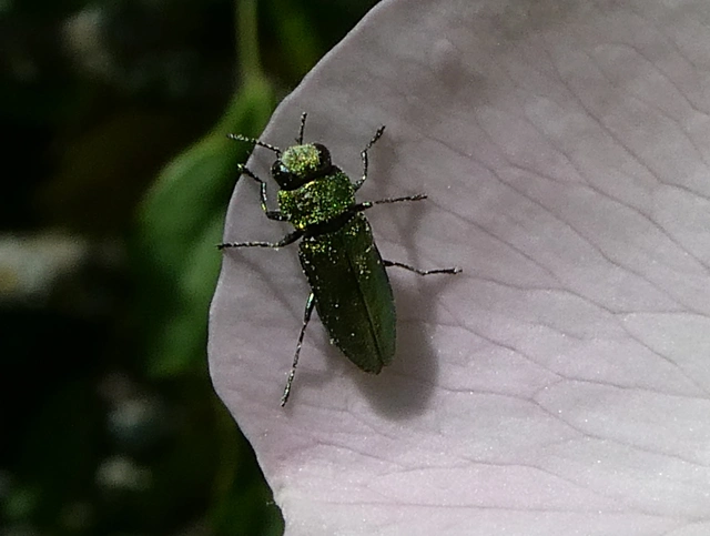 Anthaxia nitidula - ragyogó virágdíszbogár