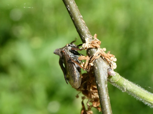 Centrotus cornutus - szarvaskabóca