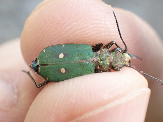Cicindela campestris - mezei homokfutrinka
