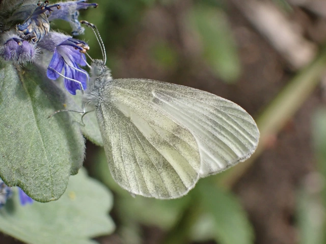 Leptidea sinapis - mustárlepke
