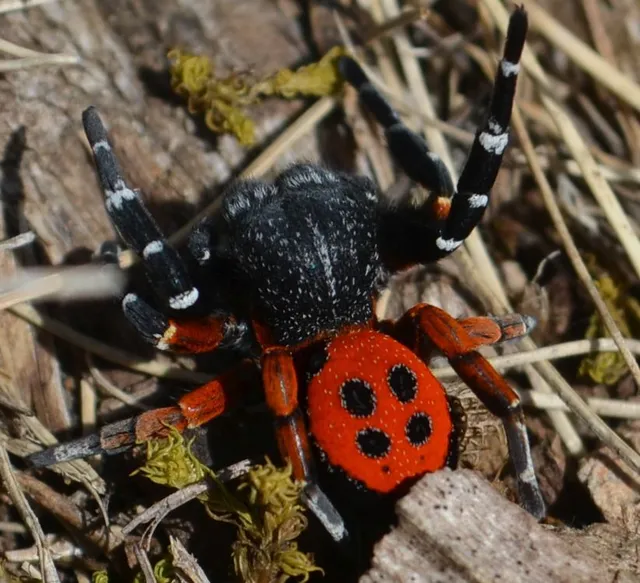 Eresus moravicus - sárgafejű bikapók Eresus moravicus - sárgafejű bikapók