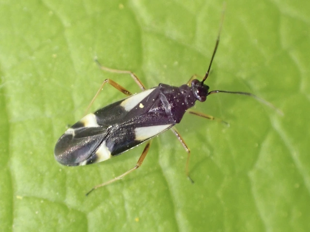 Dryophilocoris flavoquadrimaculatus - sárgafoltos mezeipoloska