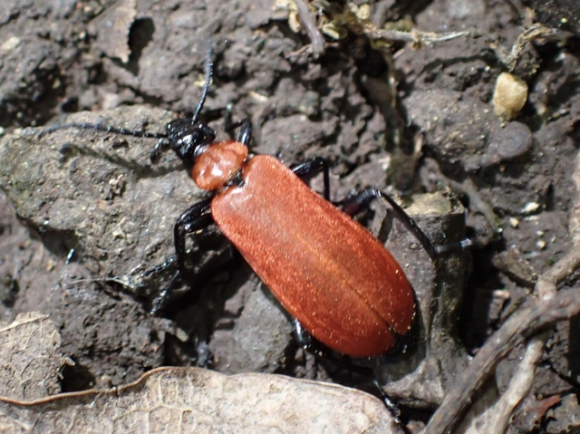 Pyrochroa coccinea - nagy bíborbogár