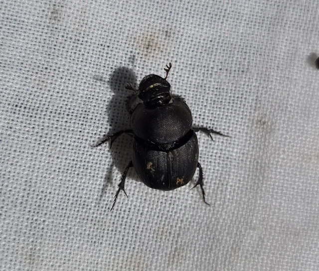 Onthophagus verticicornis - fekete trágyatúró
