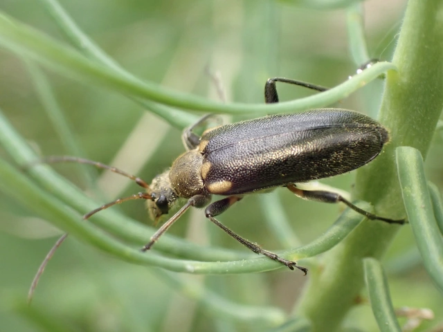 Cortodera humeralis - négyfoltos cserjecincér