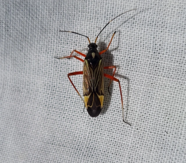 Miris striatus - sávos mezeipoloska