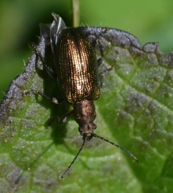 Plateumaris sericea - selymes nádbogár