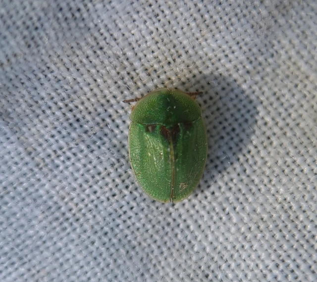 Cassida Cassida