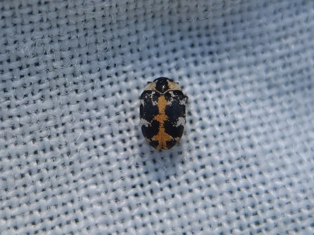 Anthrenus scrophulariae - nagy múzeumbogár