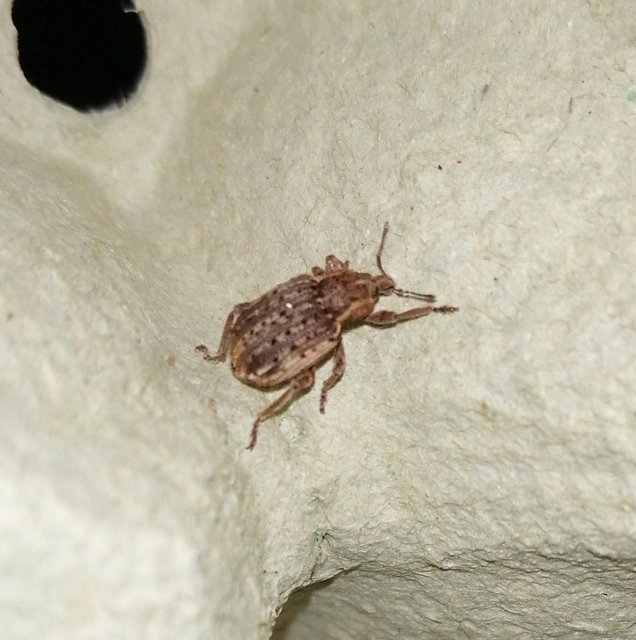 Brachypera zoilus - lucerna-gubósormányos