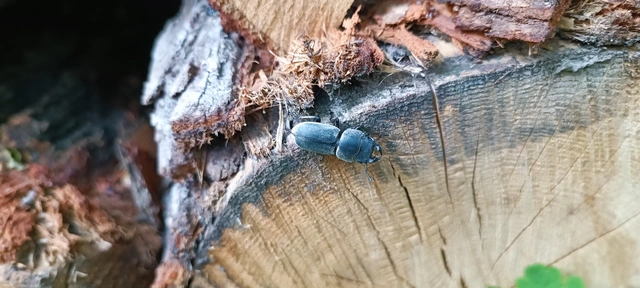 Dorcus parallelipipedus - kis szarvasbogár