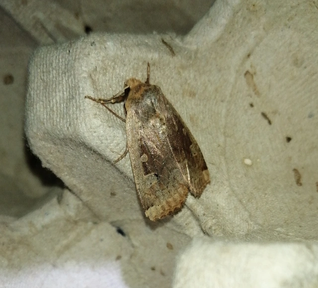 Conistra erythrocephala - vörösfejű őszibagoly
