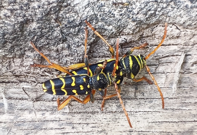 Plagionotus arcuatus - bársonyos darázscincér